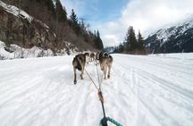 Winter Dog Sledding in Knik, Alaska