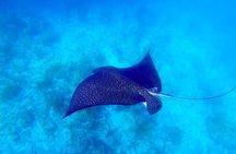 Explore the Waters of Key West from the Reef to the Sandbars