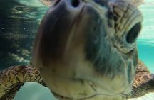 Hawaiian Sea Turtle & Reef Snorkel