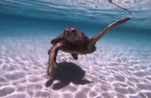 Hawaiian Sea Turtle & Reef Snorkel