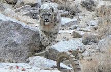 Snow Leopard Trek in Ladakh 