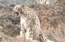 Snow Leopard Trek in Ladakh 