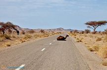 2-Day Private Tour from Marrakech to the Sahara Desert and Camel trek 