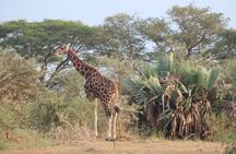 2 Day Lake Mburo National park wildlife Safari