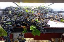 Greve in Chianti Wine Tasting and Winery Tour