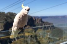 PJ Blue Mountains Supreme Tour (Private Charter)