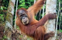 3 days Medan Orangutan Bukit Lawang