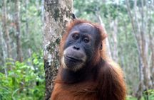 3 days Medan Orangutan Bukit Lawang