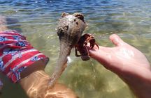 Sonnys Boat Tours Full Day Sand Bar Adventure Englewood, Florida