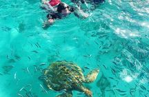 Snorkeling with Giant Turtles & 4 Beaches in the North