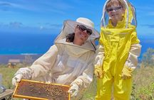 Honey Bee Adventure