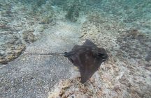Guided Snorkel Experience, Advanced