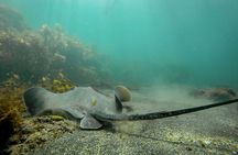 Guided Snorkel Experience, Advanced