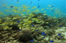 Discover Scuba Diving in Mauritius