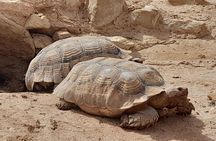 Agadir Crocoparc Tour with local guide