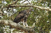 Explore Beauty Of Yala (Ruhuna) National Park From South Coast in One Day.