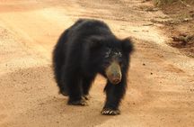 Explore Beauty Of Yala (Ruhuna) National Park From South Coast in One Day.