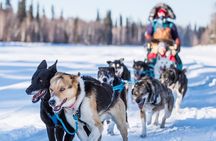 Chena River Mush Dream Vacation in Fairbanks