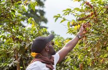 Coffee Farm Village & Factory Half Day Tour with Pick-Up 