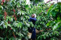 Coffee Farm Village & Factory Half Day Tour with Pick-Up 