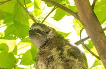 San Jose Walking Nature Tour: Sloths, Birds and Trees