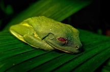 La Paz Waterfalls Gardens Tour (Half day)