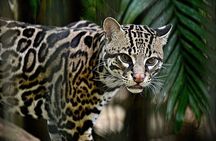 La Paz Waterfalls Gardens Tour (Half day)