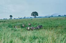 Private 5-Day Kidepo Valley and Murchison Falls National Parks