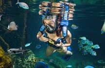 Xel-Ha Tickets with Transportation included