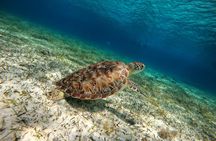The Cozumel Turtle Sanctuary Snorkel Tour