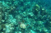 Rose Island, Snorkeling & Turtles Spotting Excursion 