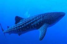 Snorkel with whale sharks includes equipment & transportation