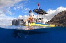 Wild Dolphin Watching and Snorkel Safari