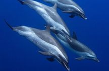Wild Dolphin Watching and Snorkel Safari