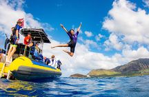 Wild Dolphin Watching and Snorkel Safari