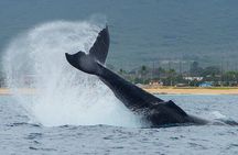 Wild Dolphin Watching and Snorkel Safari