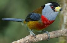 Enjoy The Beauty Of The Birds Of The Northwest