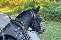 Horse-Drawn Carriage Tours in Killarney 