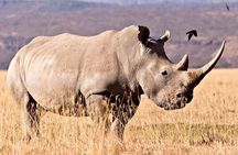 2-Day Isimangaliso Wetlands Park & Hluhluwe Imfolozi from Durban