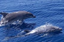Muscat: 2hrs Dolphin Watching and Historic Coastline Boat Tour