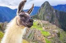 FD Machu Picchu: Tour & Machu Picchu Mountain from Cusco