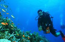 Scuba Diving to Dimaniyat Islands Muscat Oman