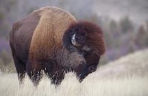 Yellowstone and Grand Teton 4 Day 3 Night Wildlife Adventure