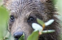 Yellowstone and Grand Teton National Parks Wildlife Adventure