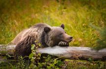 Grand Teton Wildlife and Scenery Tour with Lunch