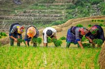 Mu Cang Chai Trekking Tour 3 Days 2 Nights