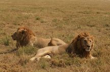 2 Days Tarangire and Ngorongoro Safari from Zanzibar