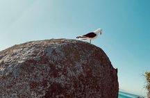  Penguins Private Tour- Cape of Good Hope & Cape Point Tour from Cape Town