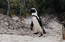  Penguins Private Tour- Cape of Good Hope & Cape Point Tour from Cape Town