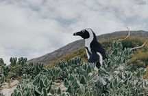  Penguins Private Tour- Cape of Good Hope & Cape Point Tour from Cape Town